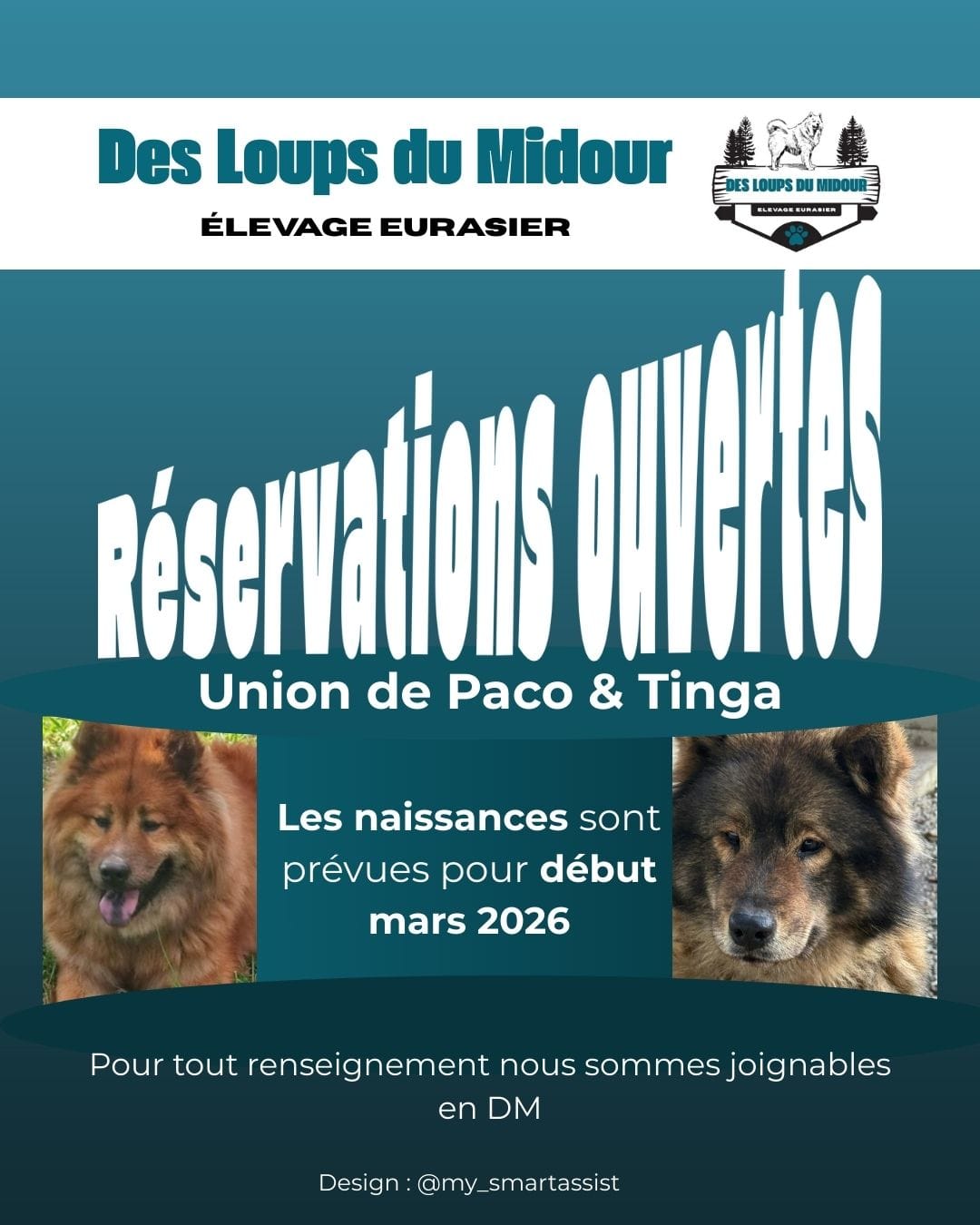 Réservations chiots Paco & Tinga Création visuel Instagram pour éleveur canin dans le Gers